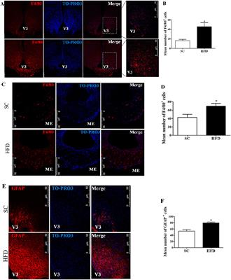 Short-Term High-Fat Diet Consumption Reduces Hypothalamic Expression of the Nicotinic Acetylcholine Receptor α7 Subunit (α7nAChR) and Affects the Anti-inflammatory Response in a Mouse Model of Sepsis